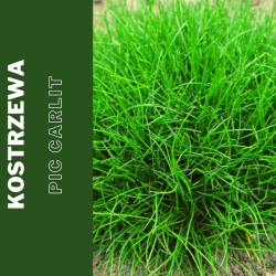 Kostrzewa Gautiera  Pic Carlit